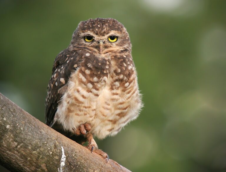 Are Owls Good Luck? What 7 Cultures Actually Believe