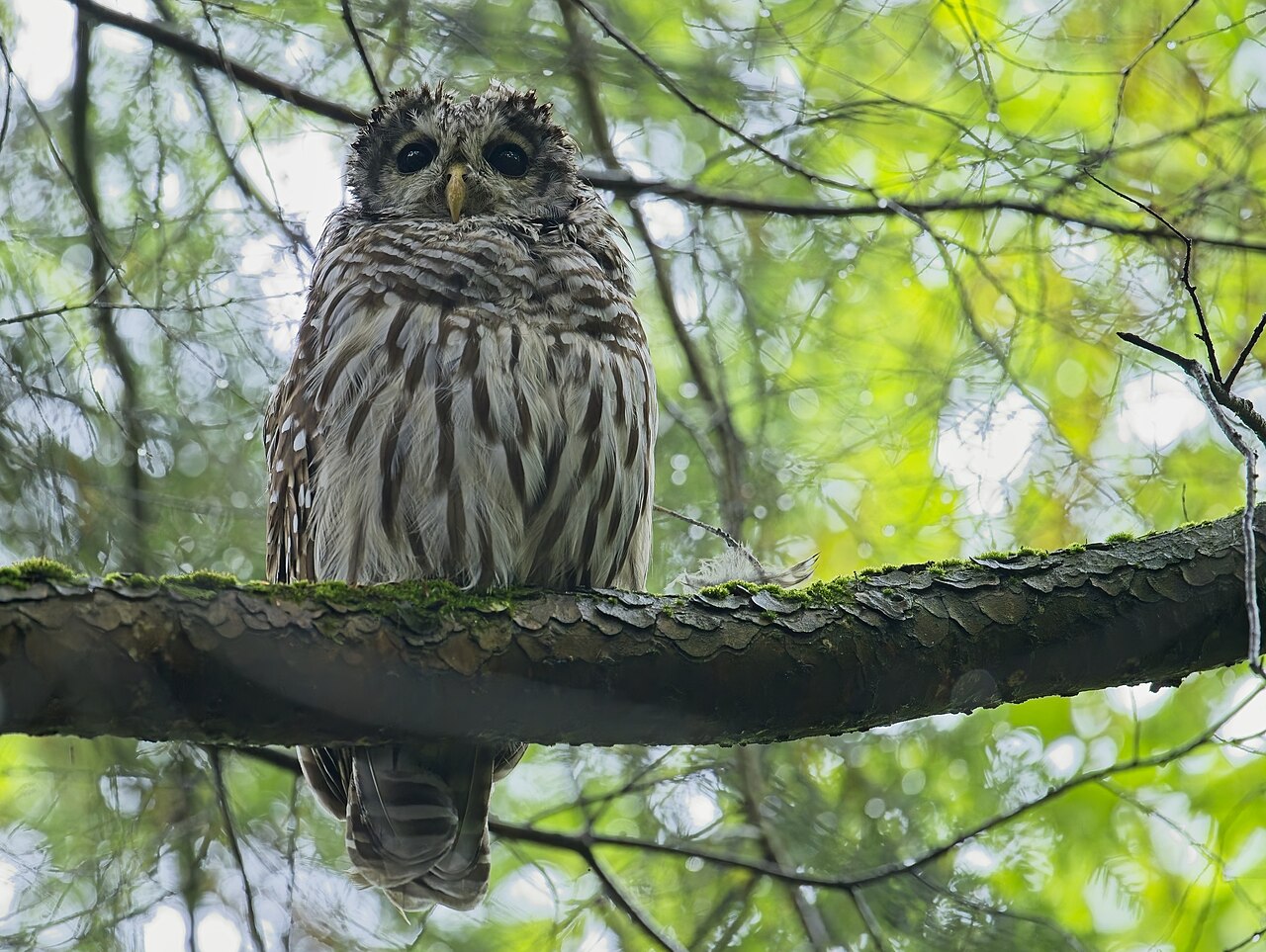 What Is the Spiritual Meaning of Hearing an Owl Hoot at Night?