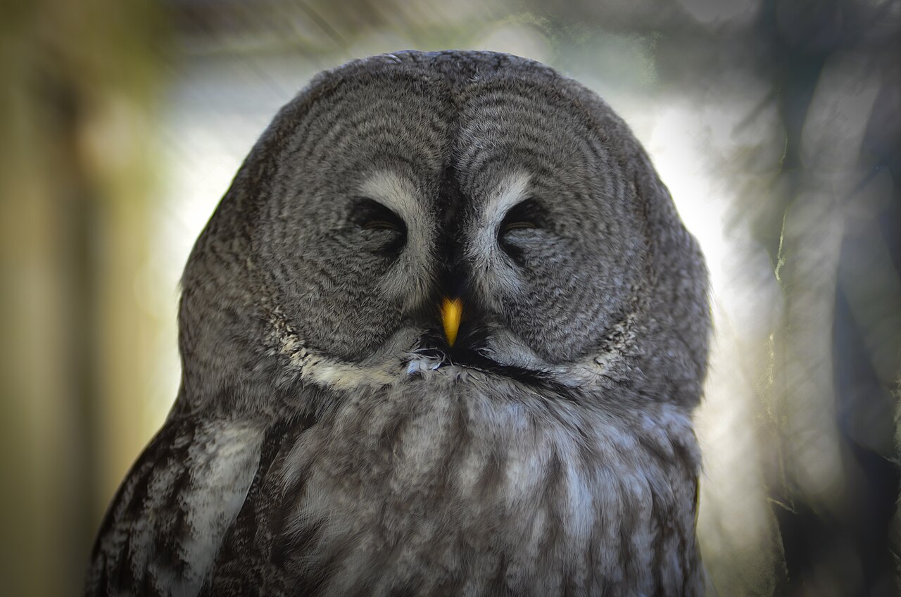 What Does It Mean If an Owl Visits You?