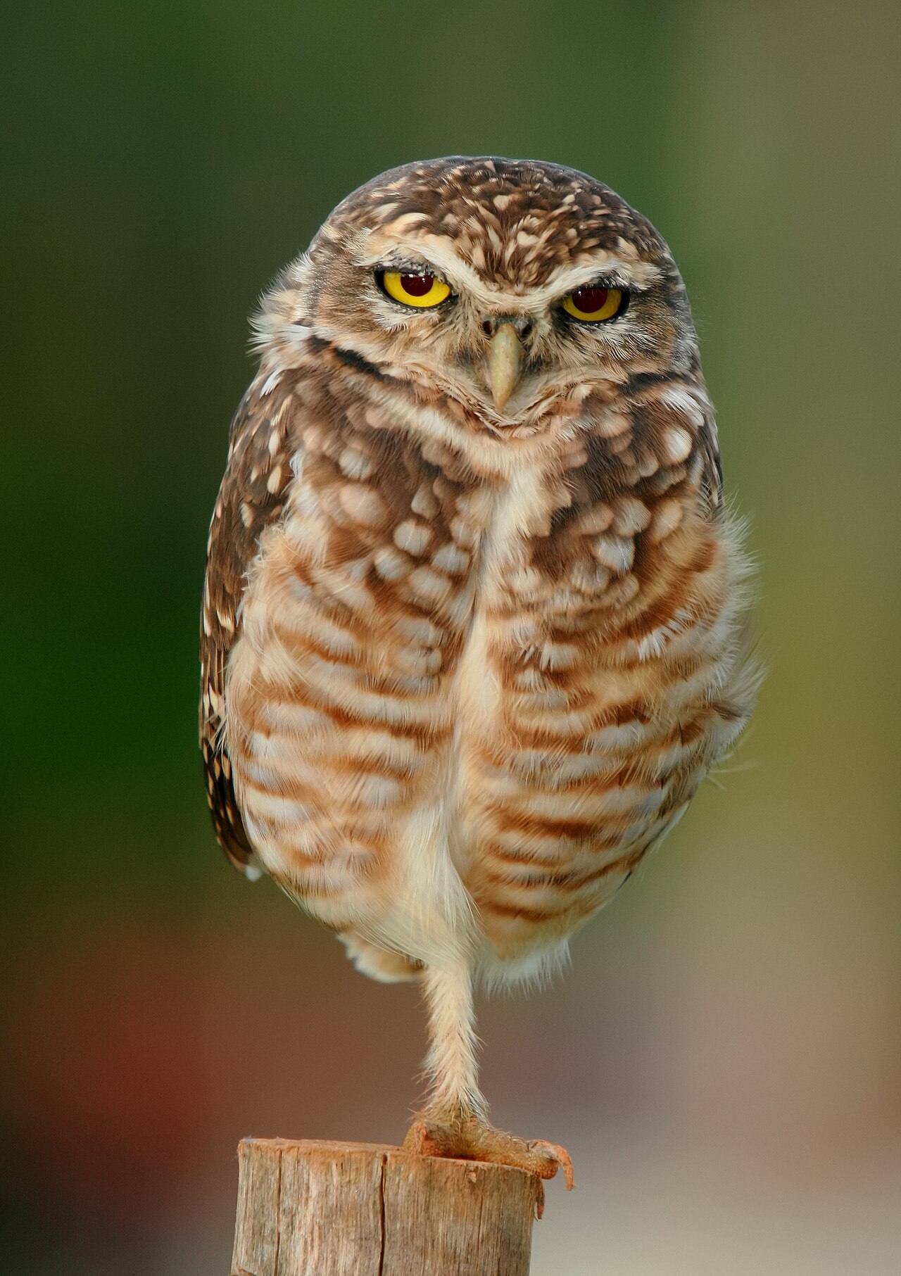 Are Owls Warning Signs?
