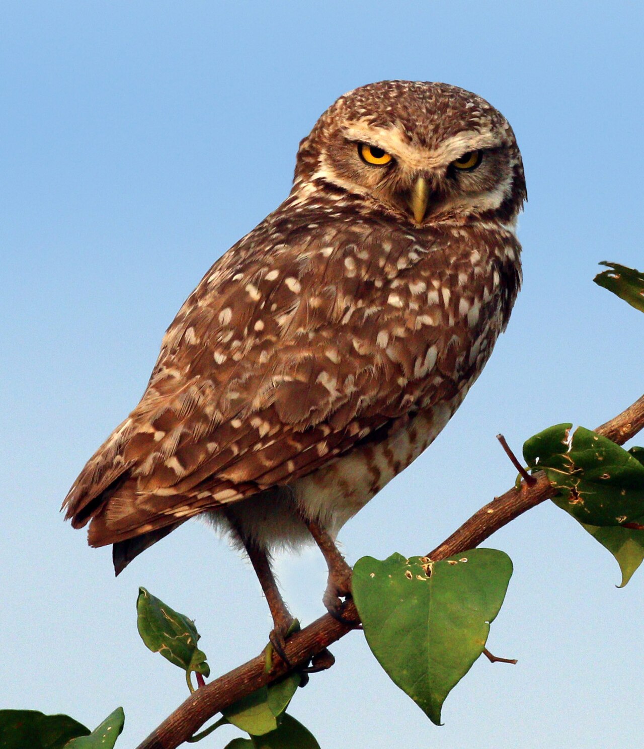 Is Owl Good Luck in Hinduism?