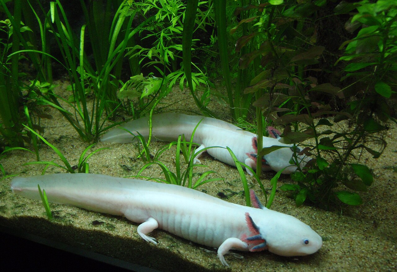 Axolotl Poop: What It Looks Like, Colors, and White Stringy Waste