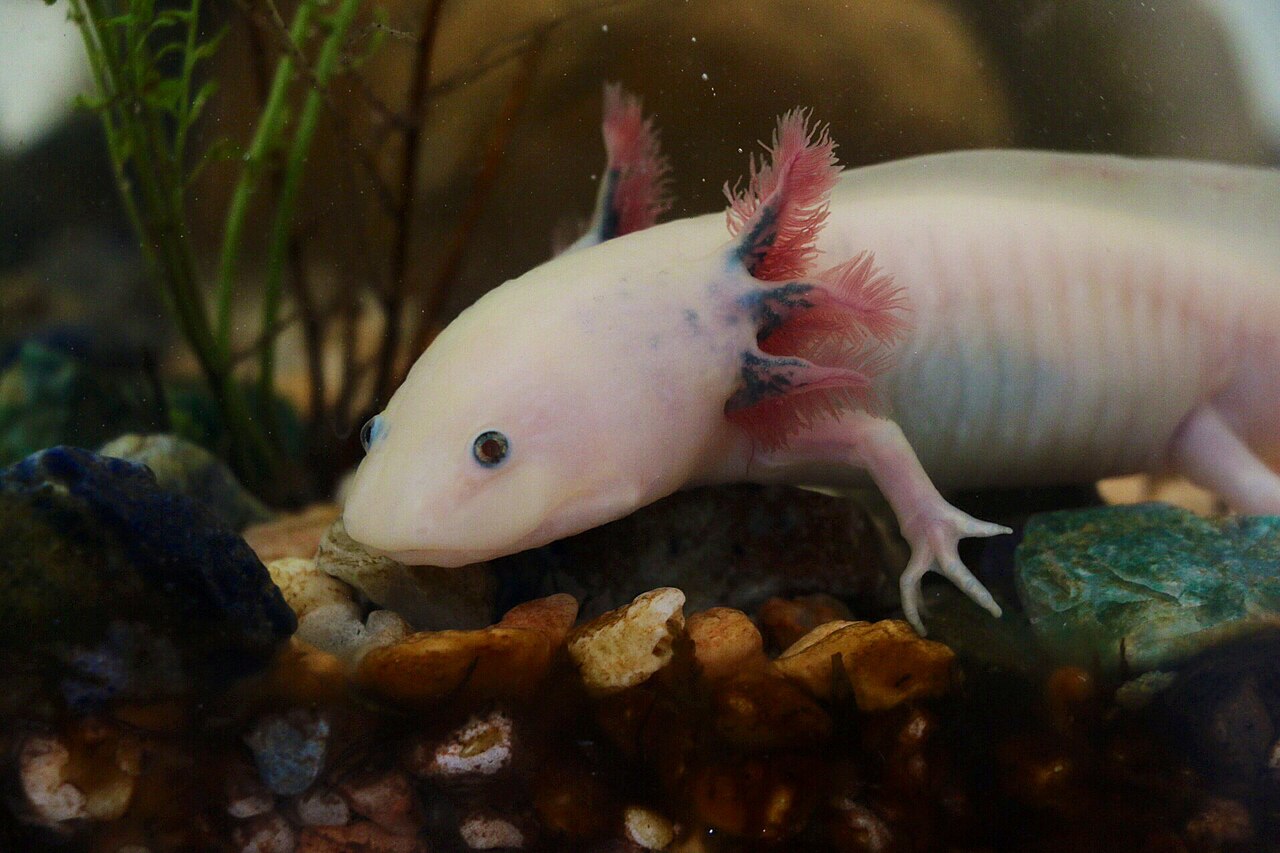 Healthy vs Unhealthy Axolotl Poop Colors