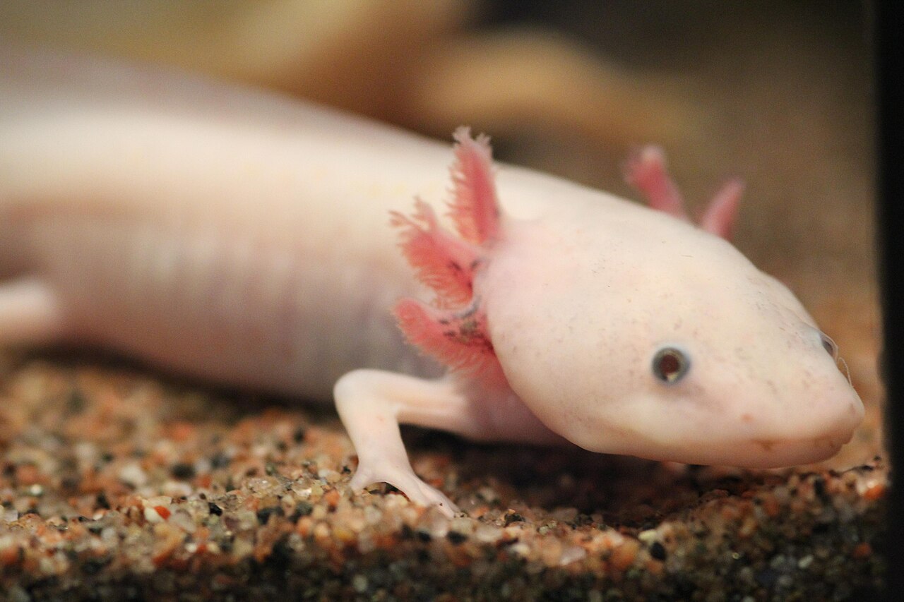 How Often Do Axolotls Poop?
