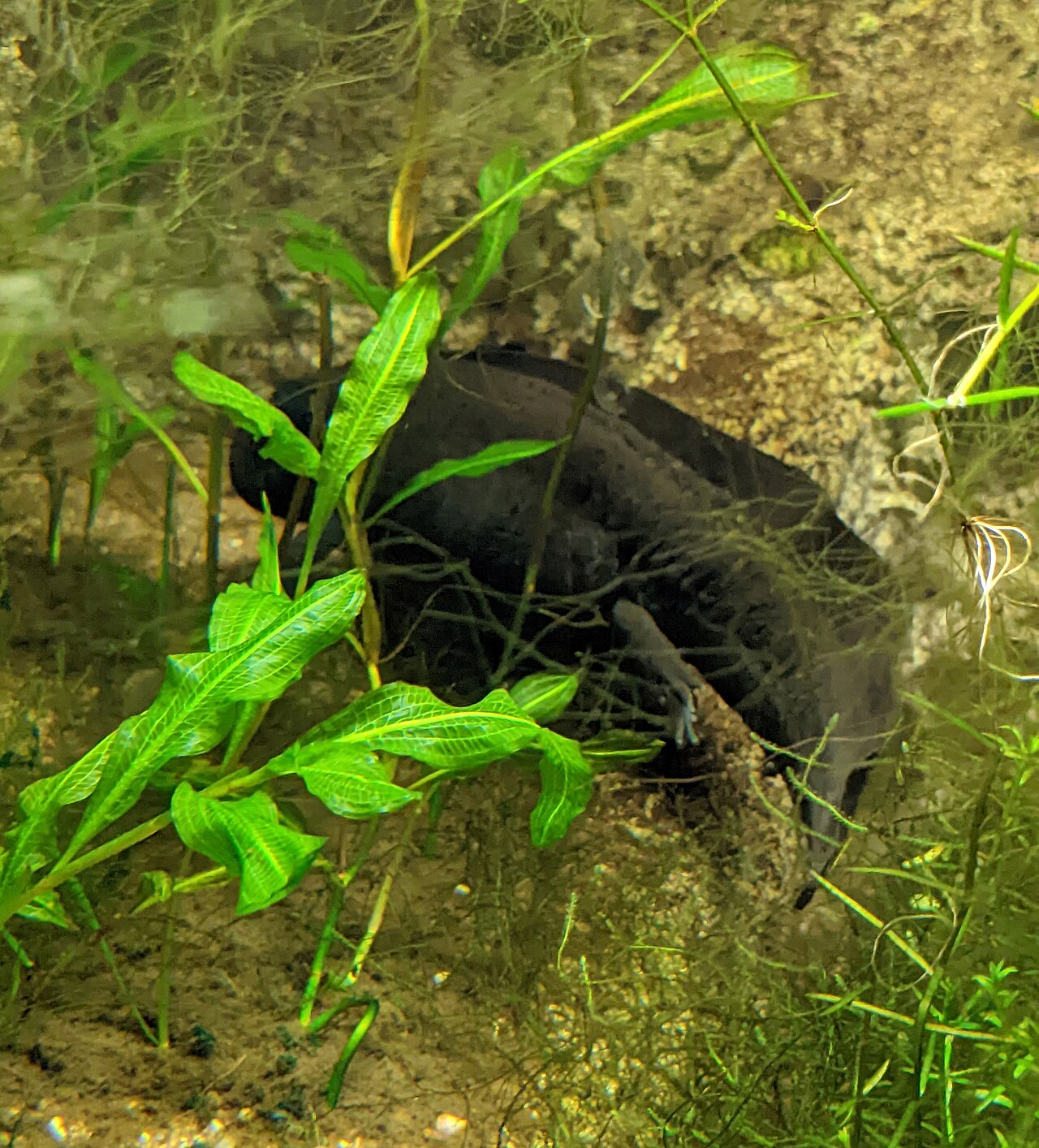 What Do Axolotls Eat, and How That Changes the Waste