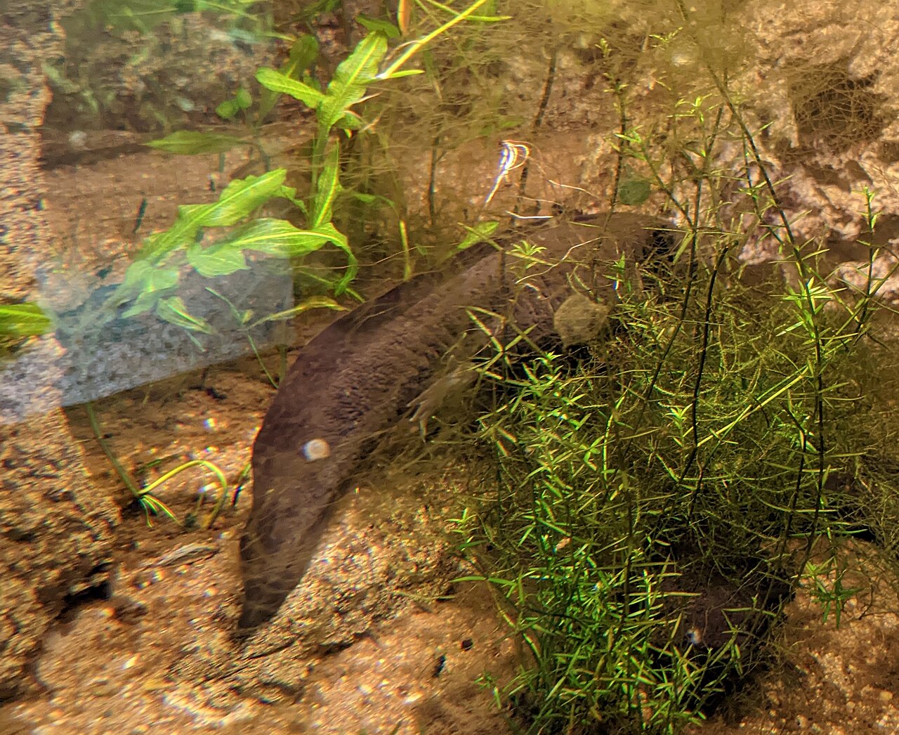 Axolotl Symbolism: Spiritual Meaning, Omens and Dreams