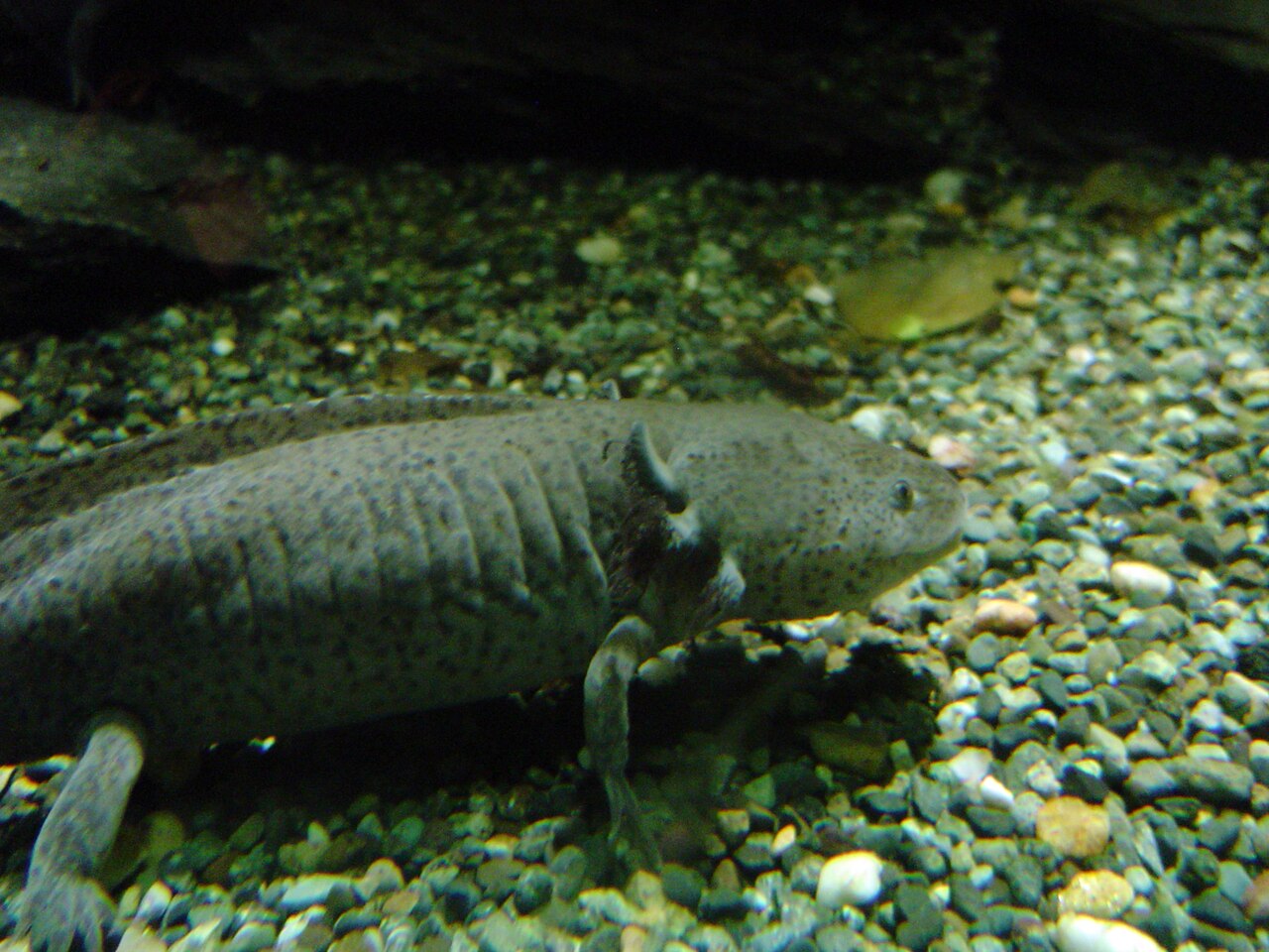 Axolotl symbolism in Mexican and Native American traditions