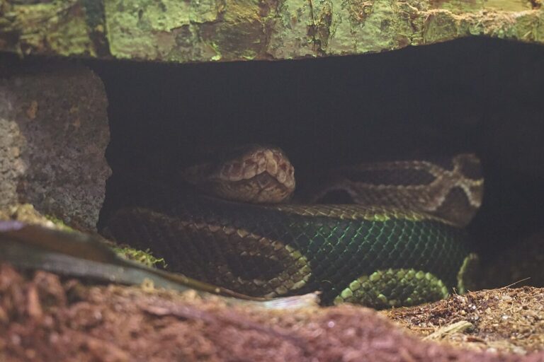 Ball Python Poop: Normal Size, Color, and 6 Warning Signs