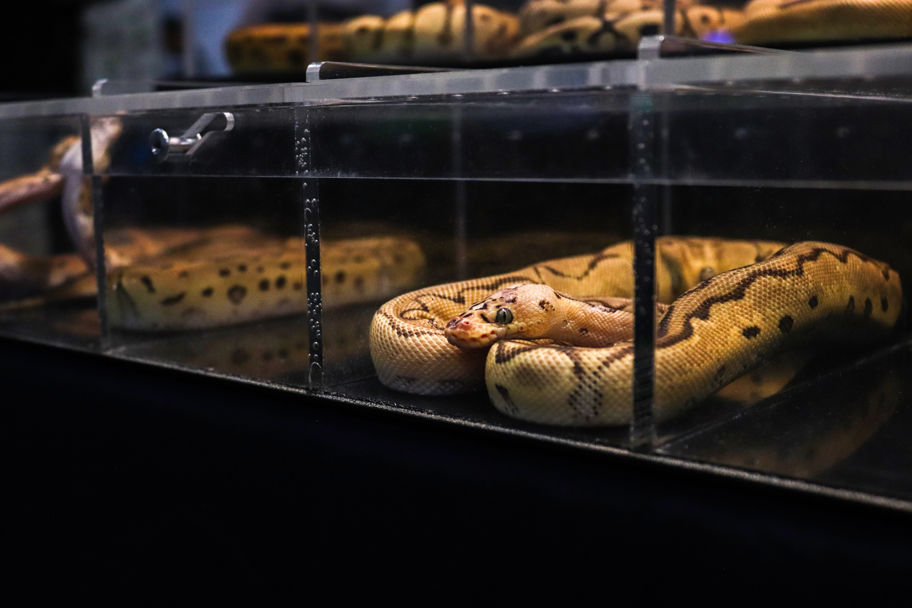 Ball python poop size, shape, color and content