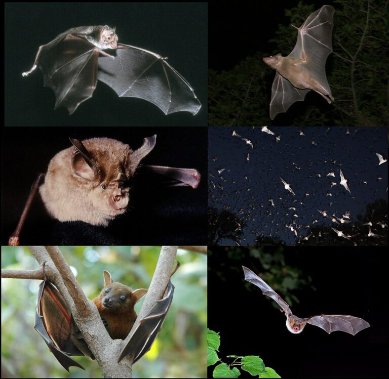 Bat Symbolism: Rebirth, Omens and Seeing One at Night