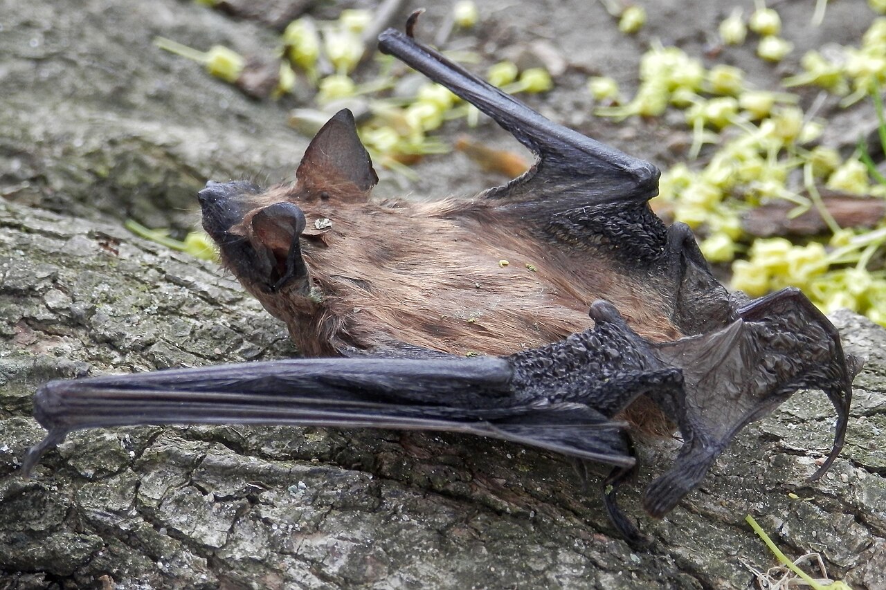 What Do Bats Signify Spiritually?
