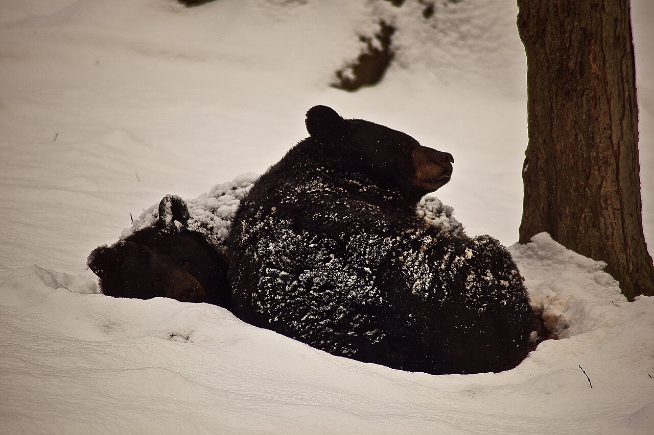 What Does It Mean to Dream About a Brown Bear Chasing You?