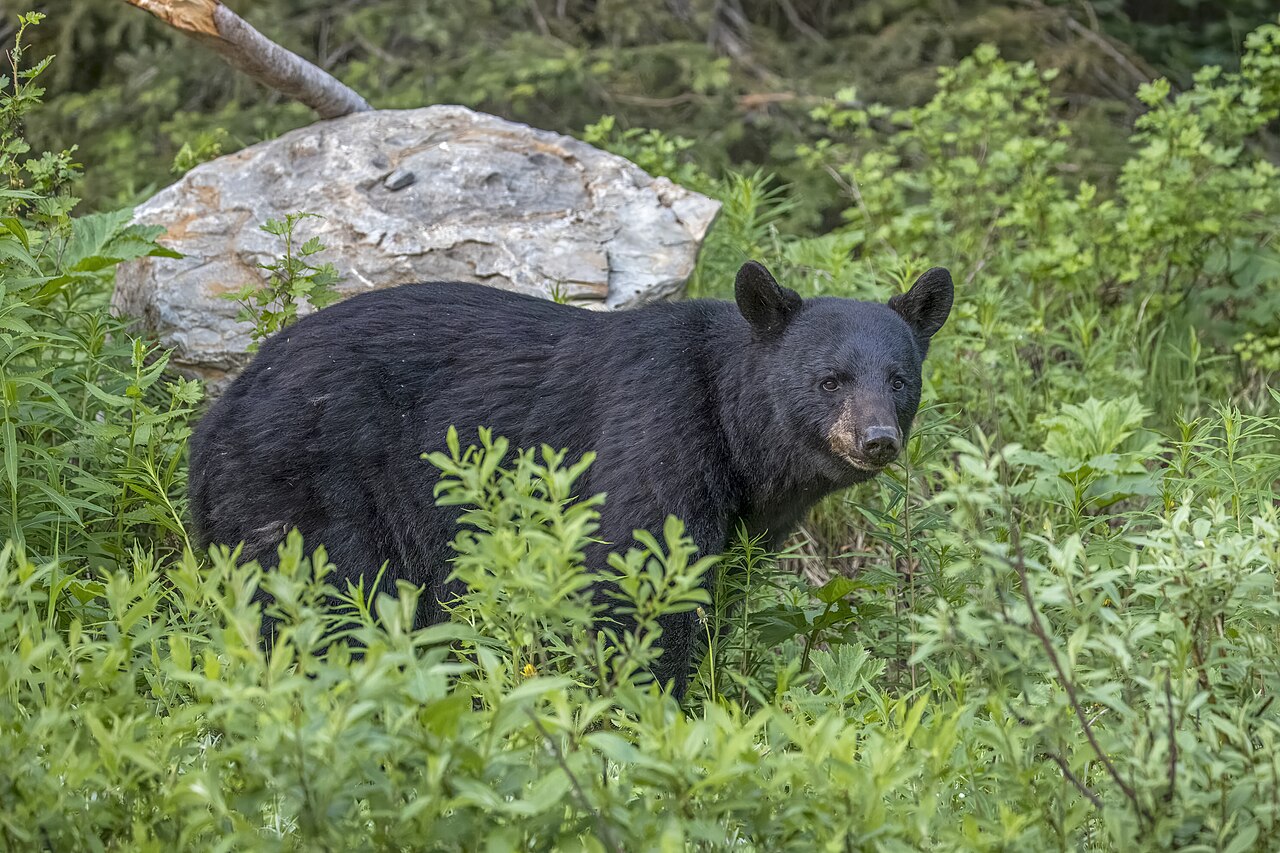 Deer Poop vs Bear Poop: 6 Differences You Can See in the Field