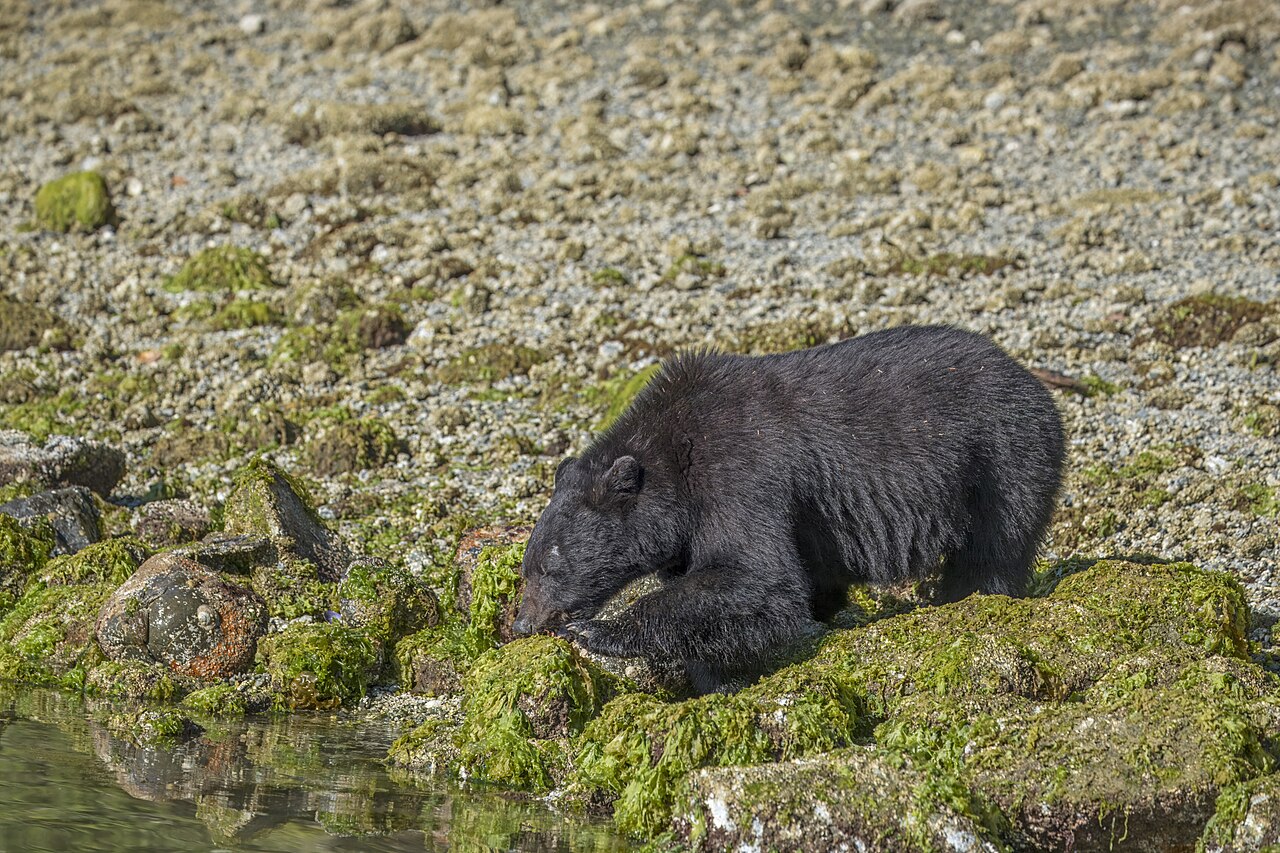 Bear Symbolism: Spiritual Meaning, Omens and Seeing One