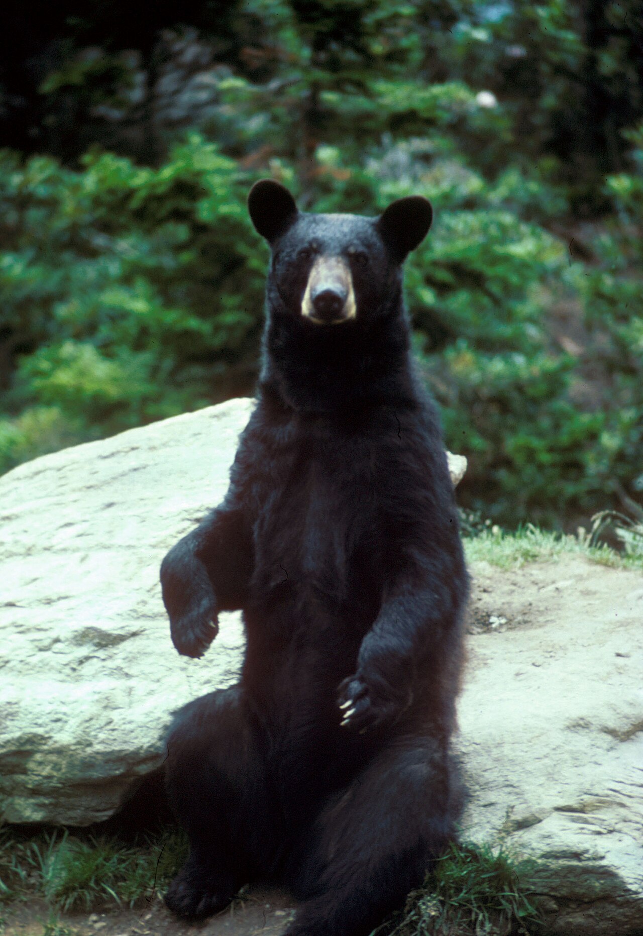 Bear symbolism in Native American traditions