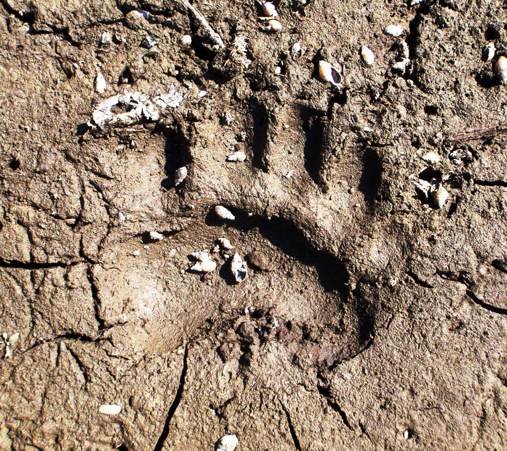 Bear symbolism in the Bible and Christian tradition