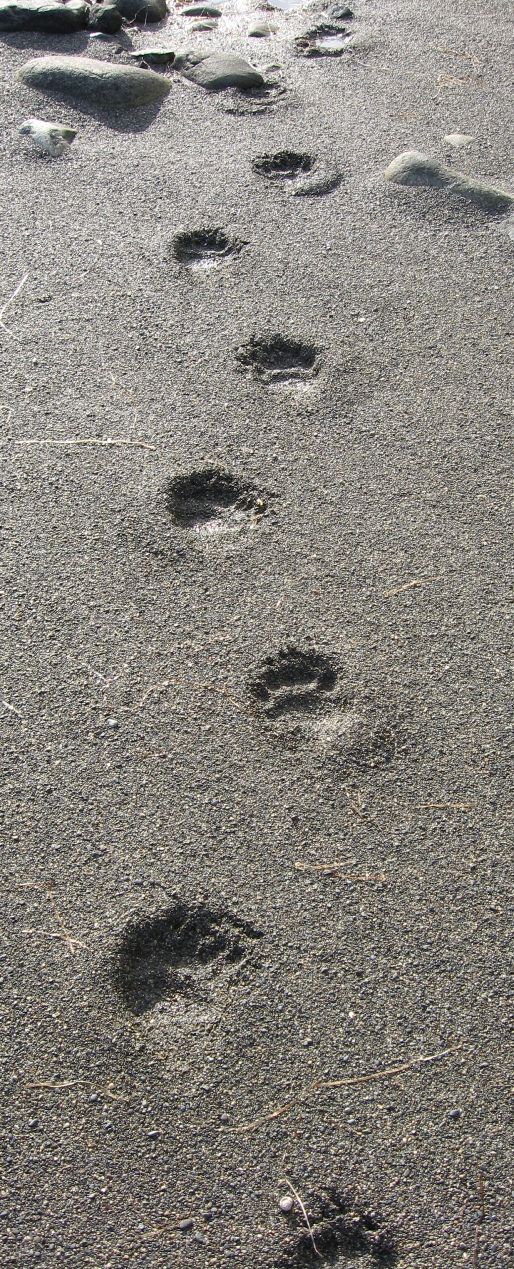 Bear Tracks: 5 Toes and How to Read Them in Snow or Mud