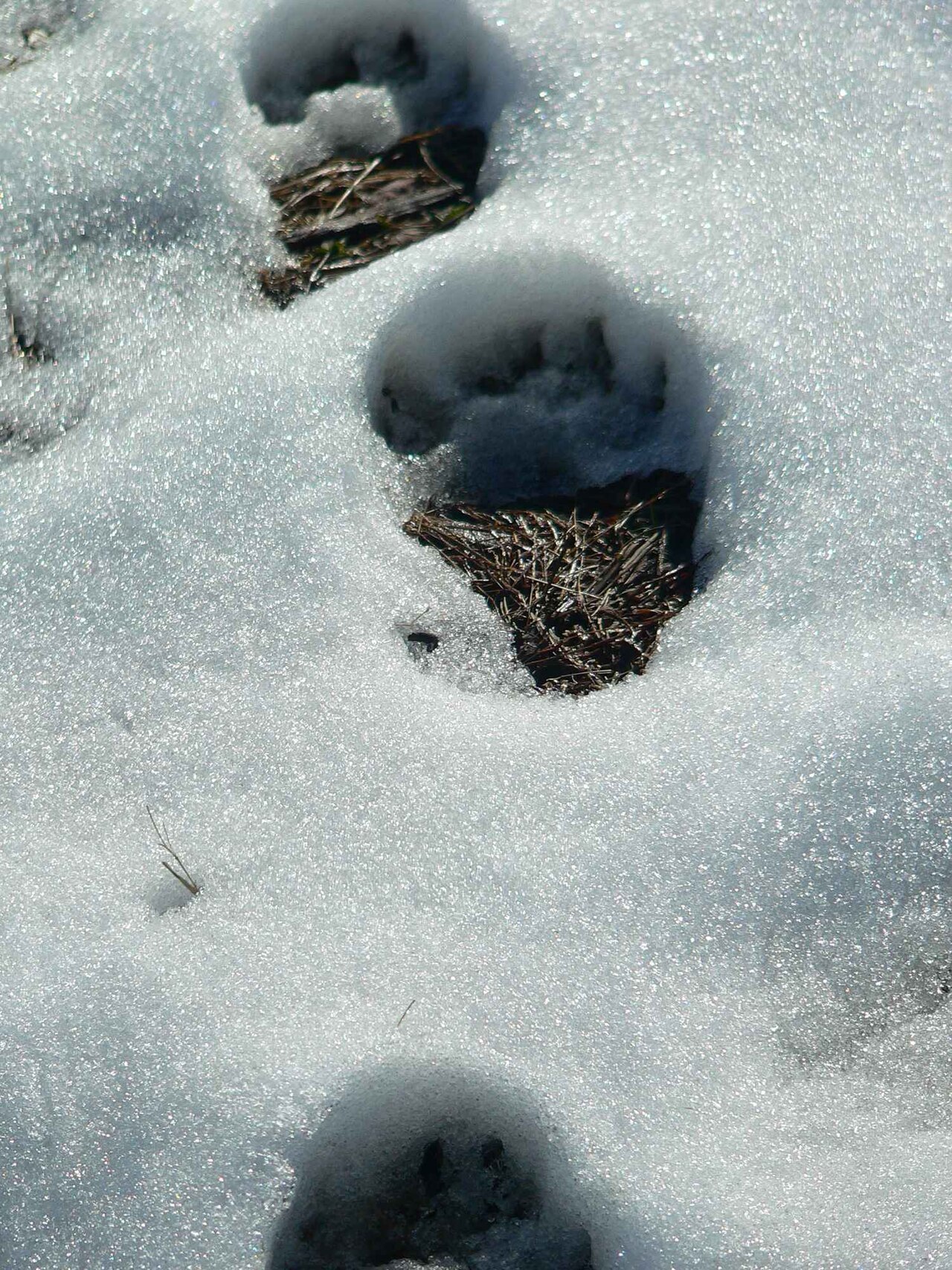 Bear Tracks in Mud