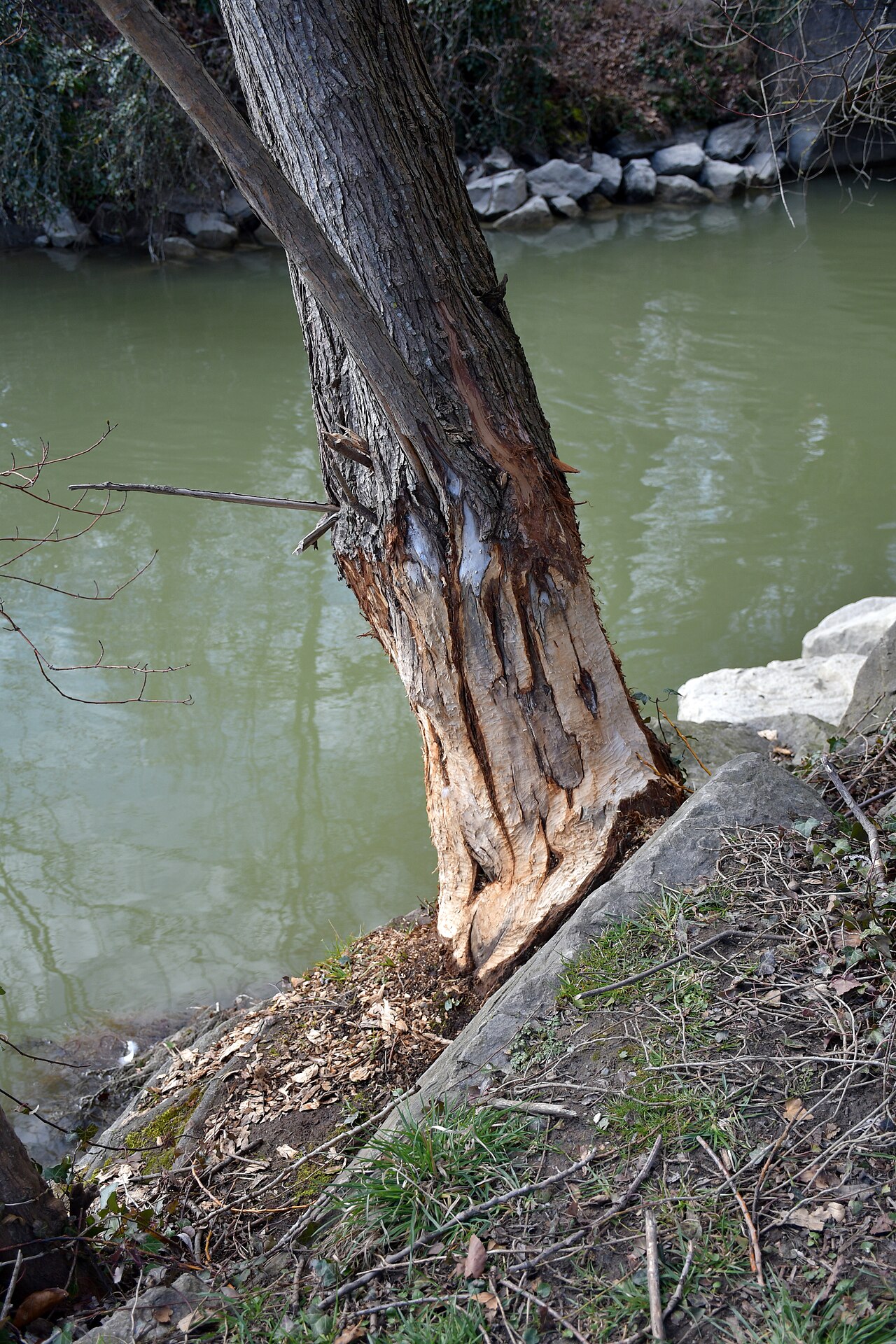 How Big Is a Beaver Dropping?