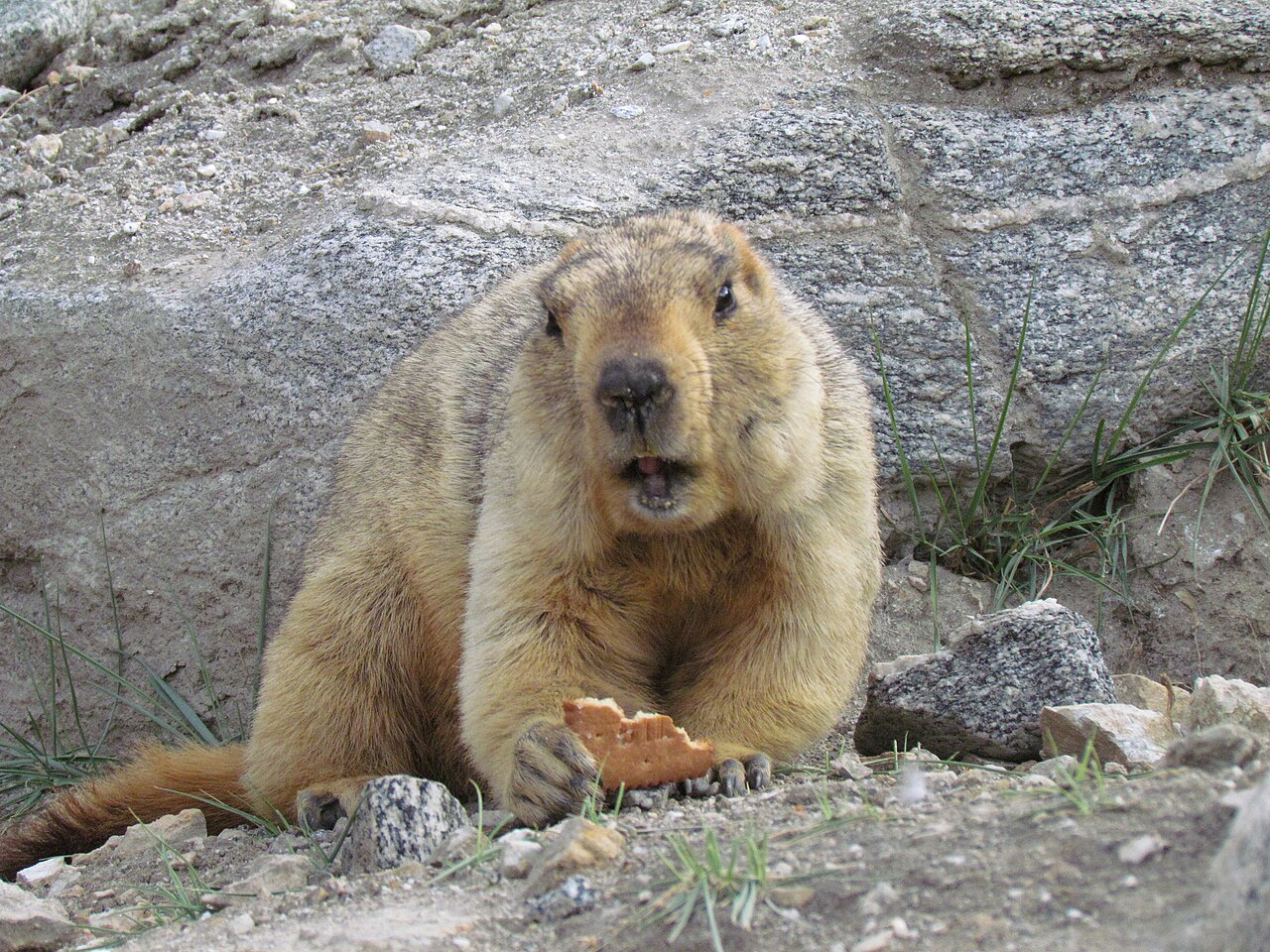 Where to Find Beaver Poop, and Why You Rarely Do