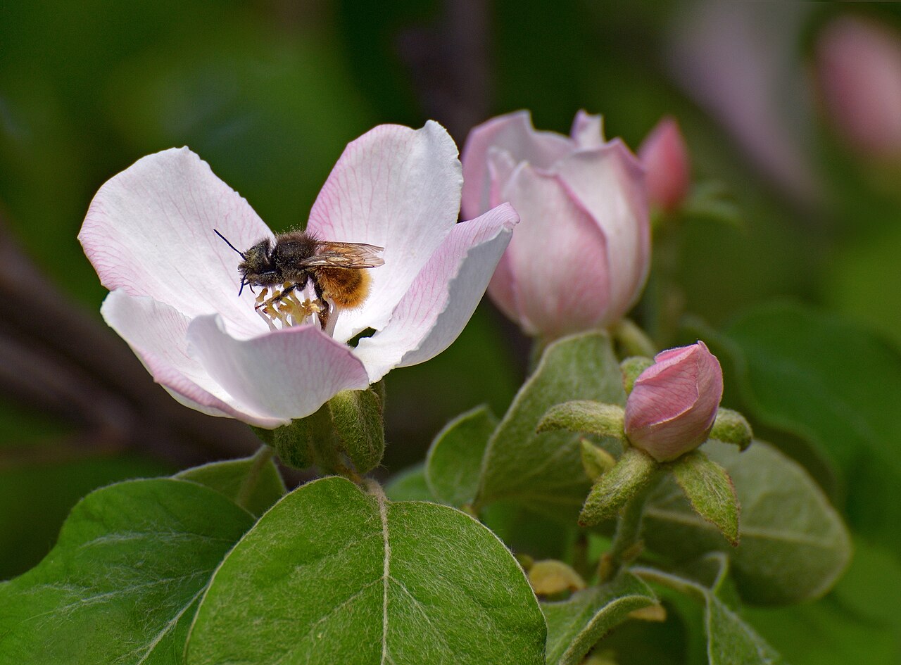 Bee Spiritual Meaning: 7 Omens and What a Bee Visit Means