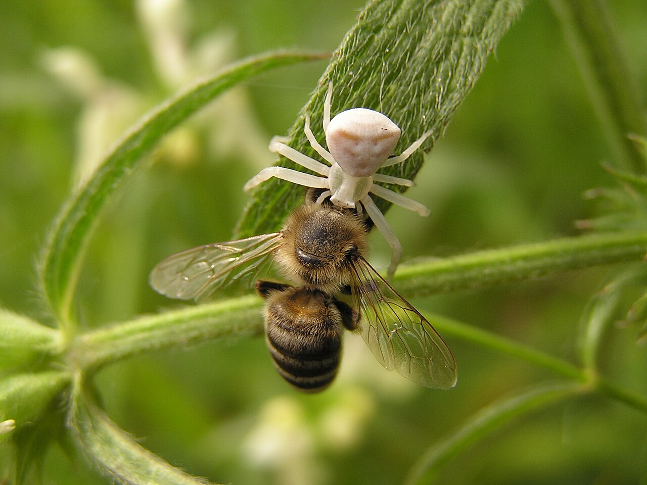 Why Do Bees Fly Around Me Spiritually?
