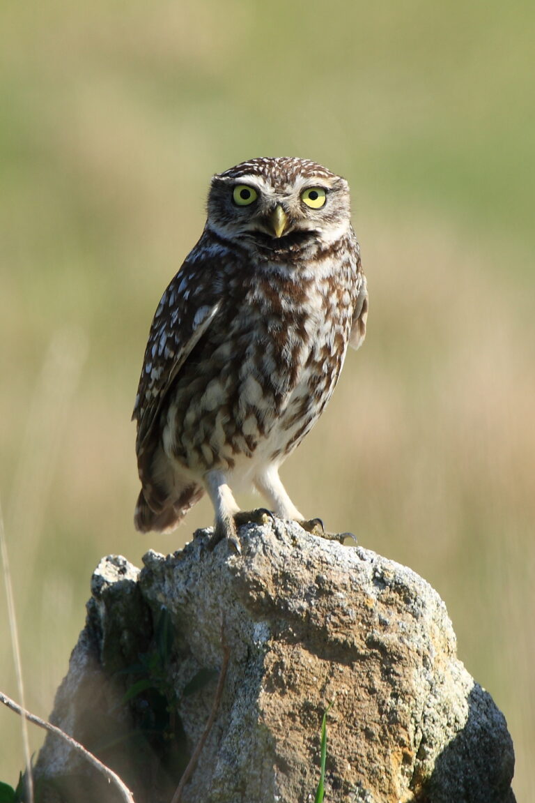Biblical Meaning of the Owl: Every Verse and What It Signifies