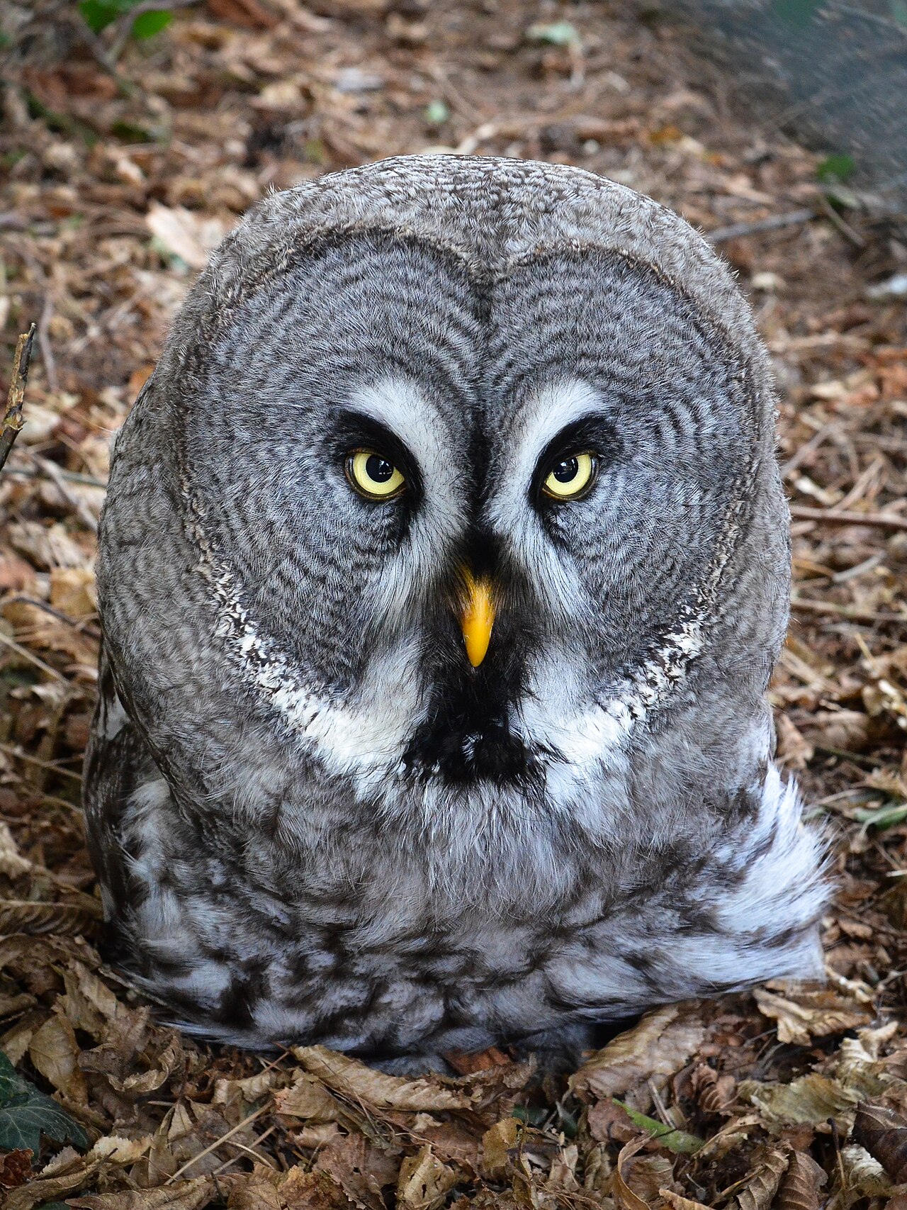 Owls as Unclean Birds in the Law of Moses