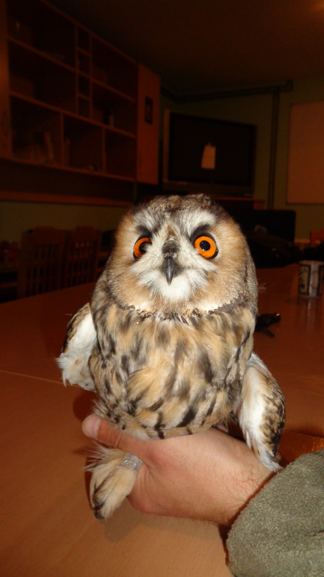 Owls as a Sign of Desolation and Judgment