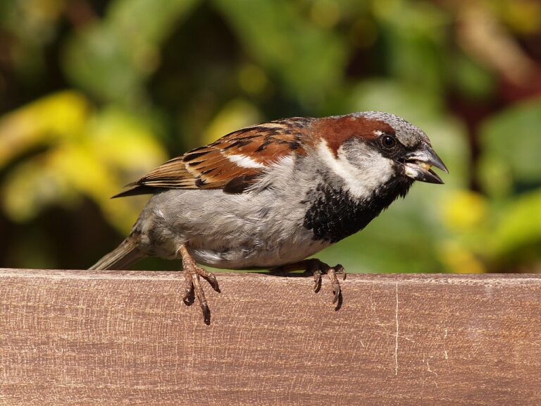 Bird in the House: Spiritual Meaning and What to Do