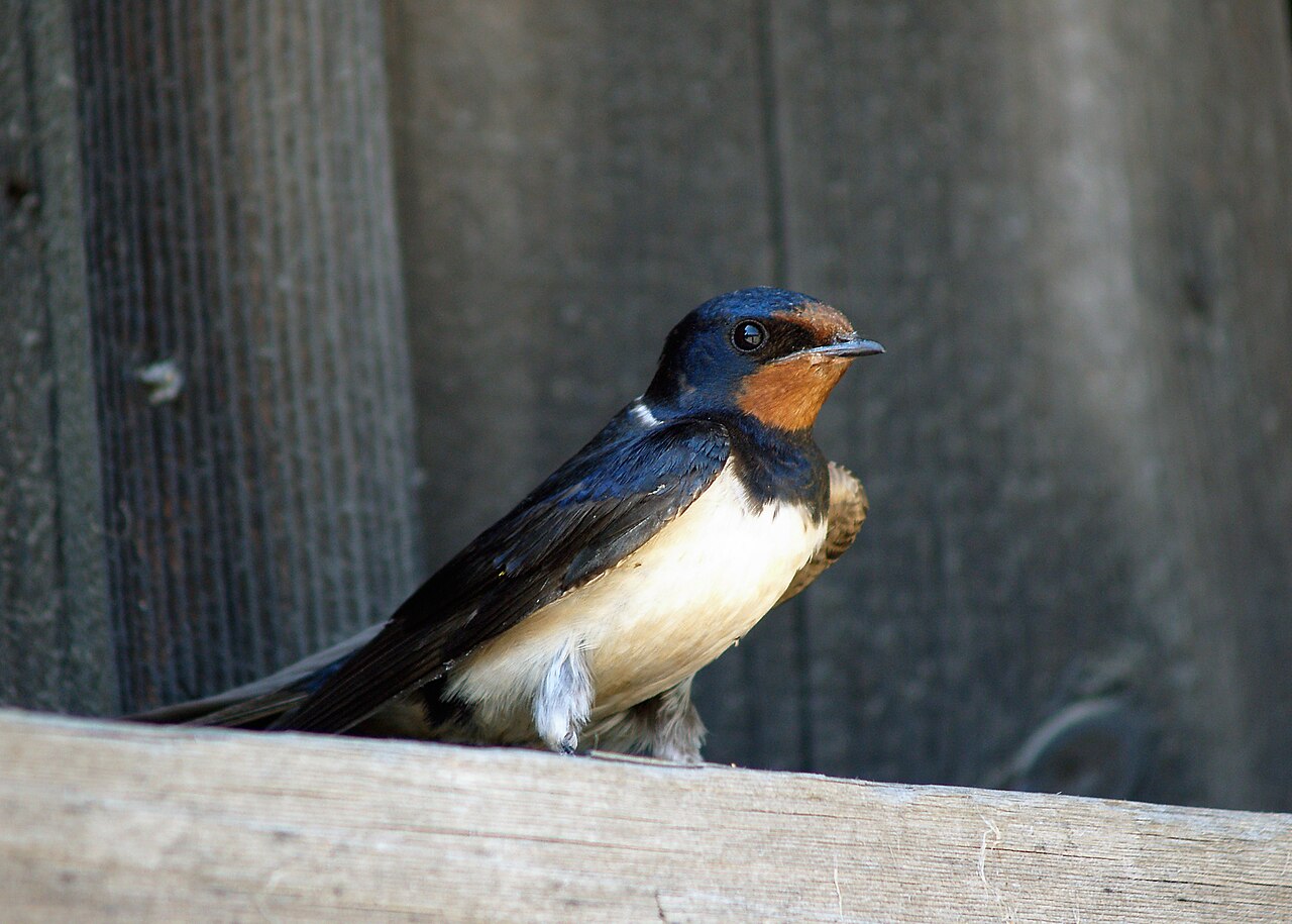 Is It Good Luck or Bad Luck to Have a Bird in the House?