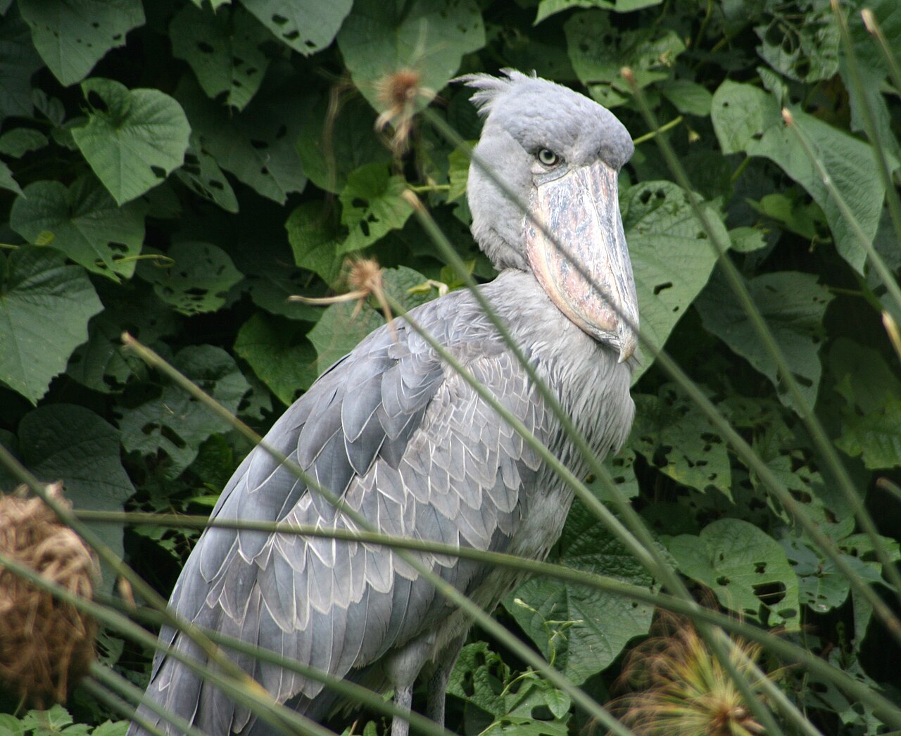 Bird That Sounds Like a Machine Gun: It Is the Shoebill Stork