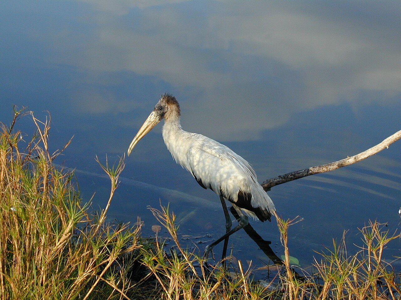 How the Shoebill Makes Its Machine Gun Sound