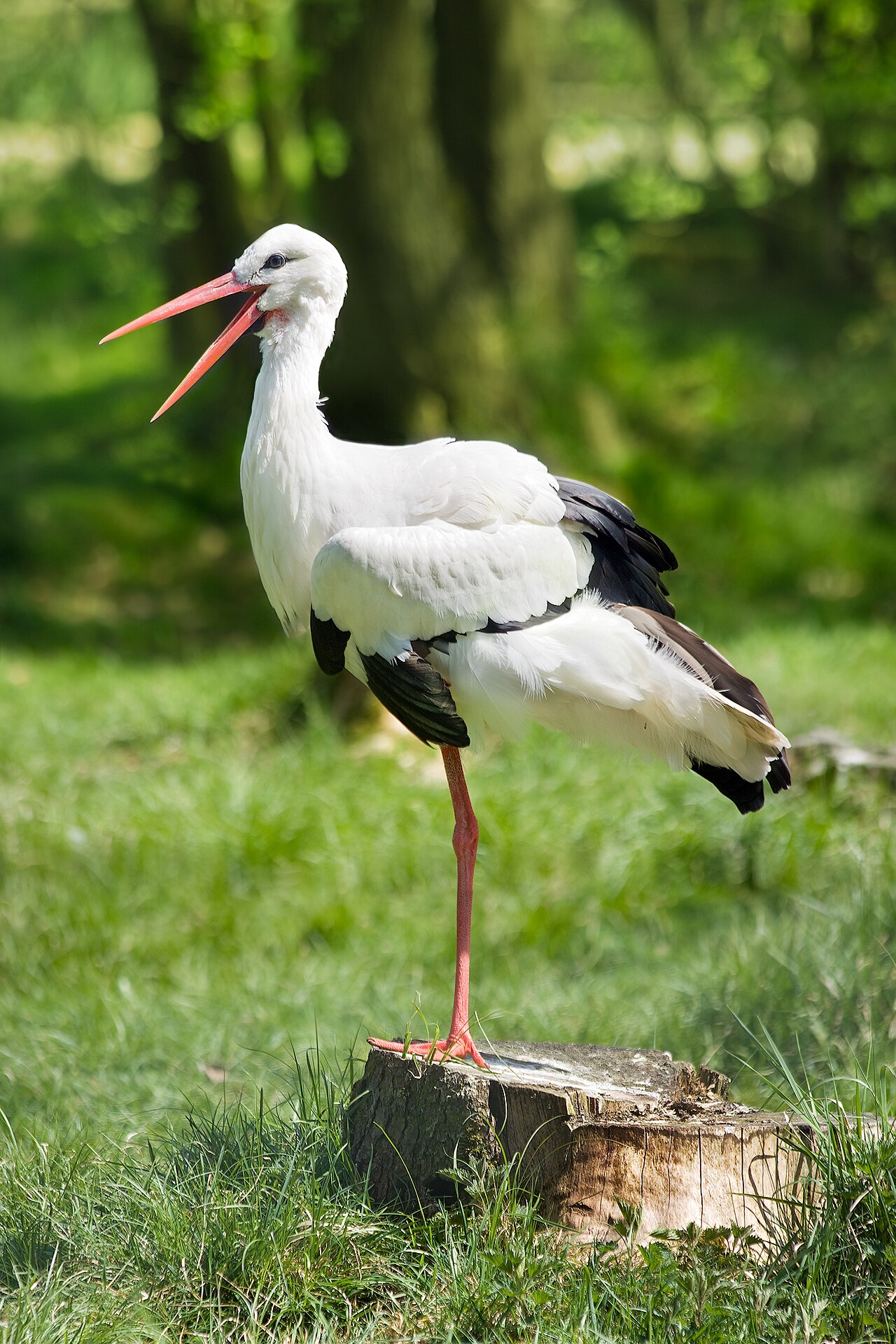 What Bird Sounds Like an AK-47?