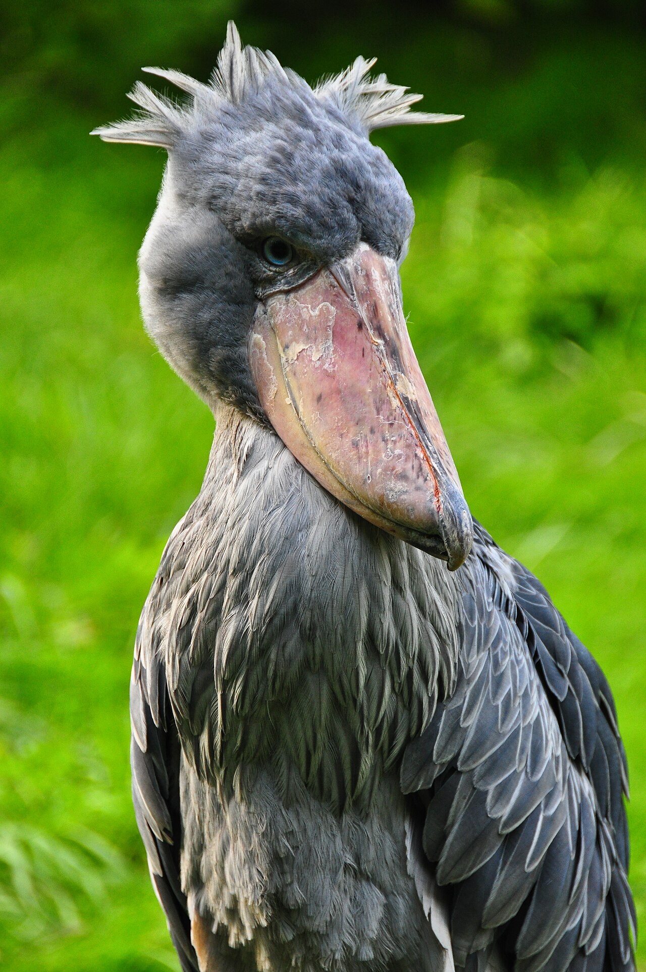 Shoebill Chick Calls: Hiccups and Begging