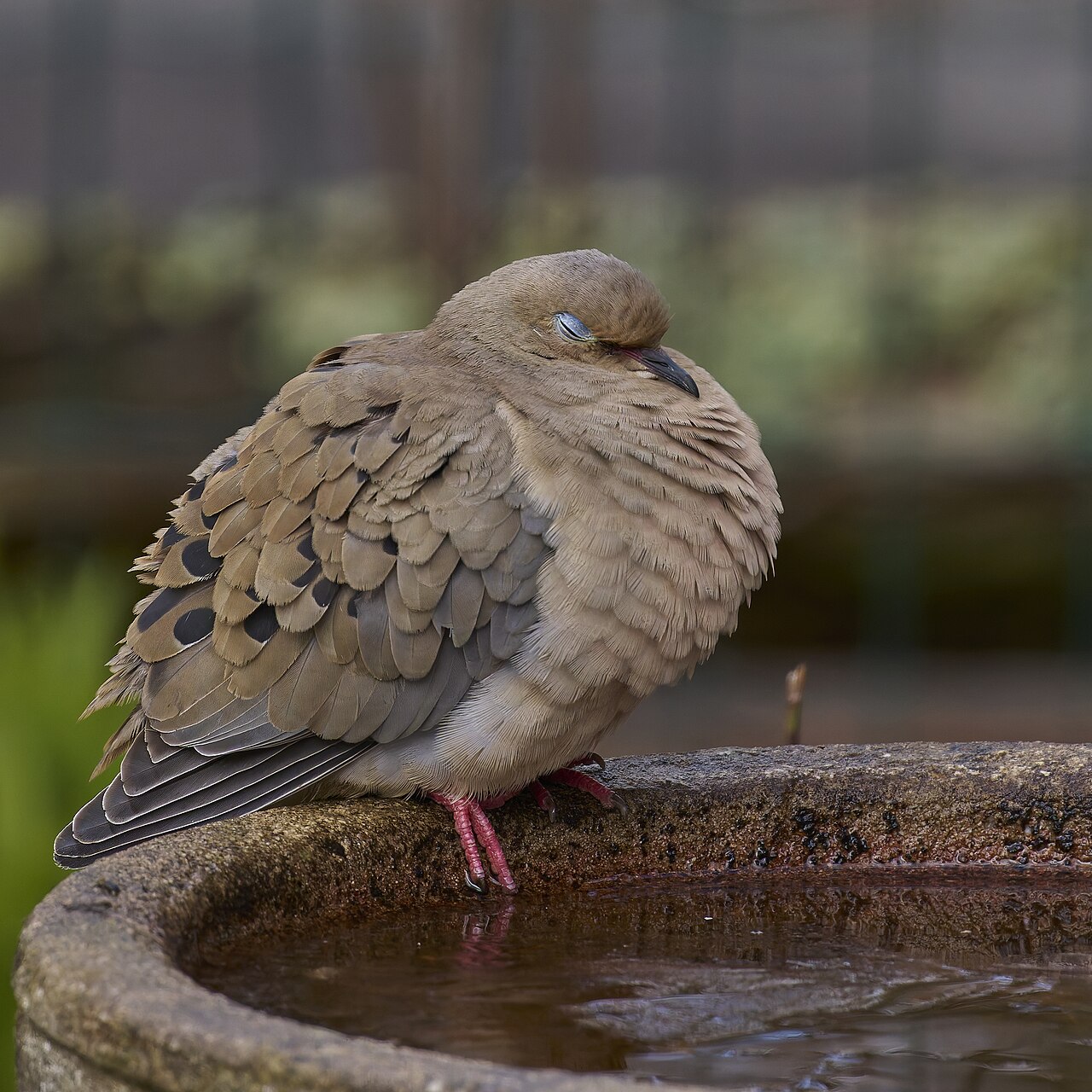7 Birds That Sound Like Owls and How to Tell Them Apart