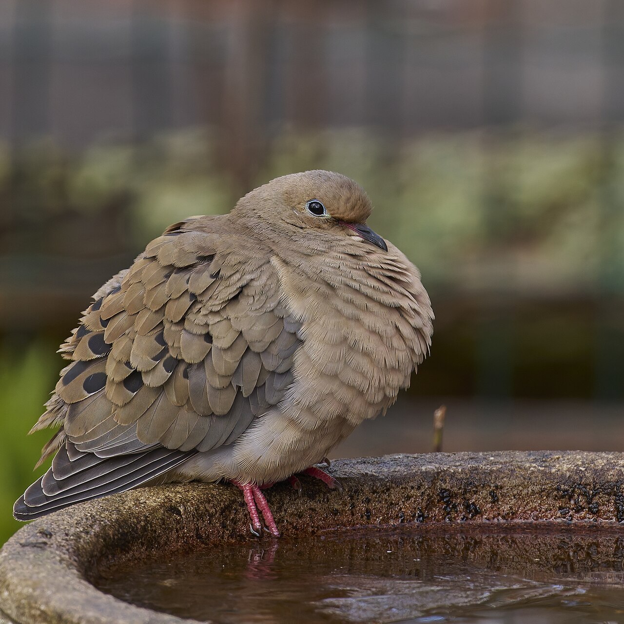 Can a Pigeon Sound Like an Owl?