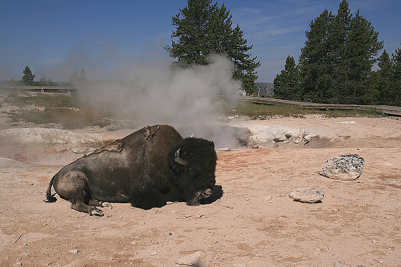 What is inside bison scat?