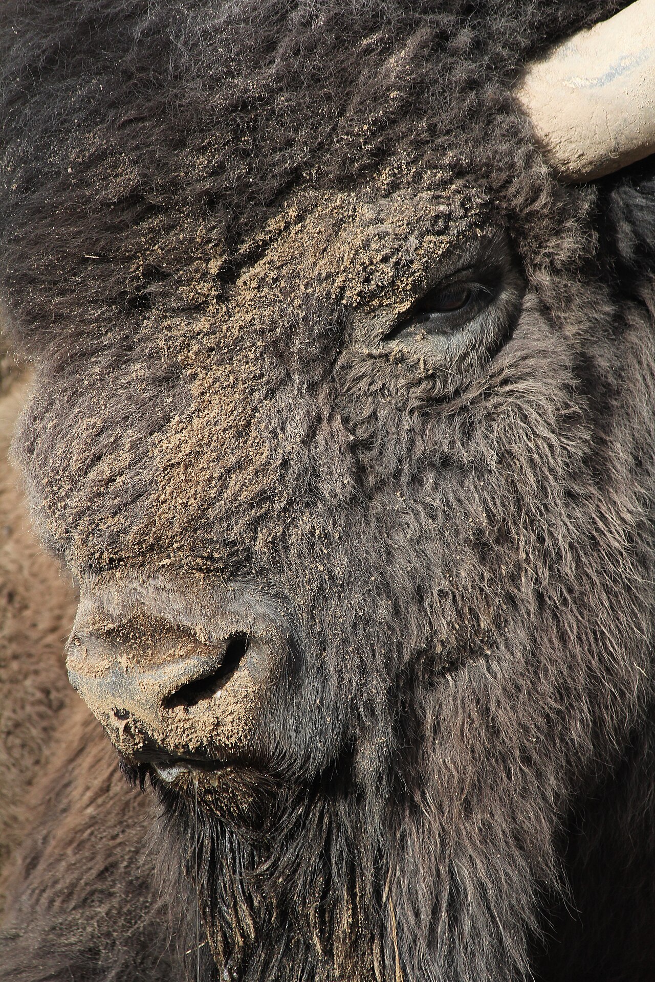 What Does a Bison Mean to Native Americans?