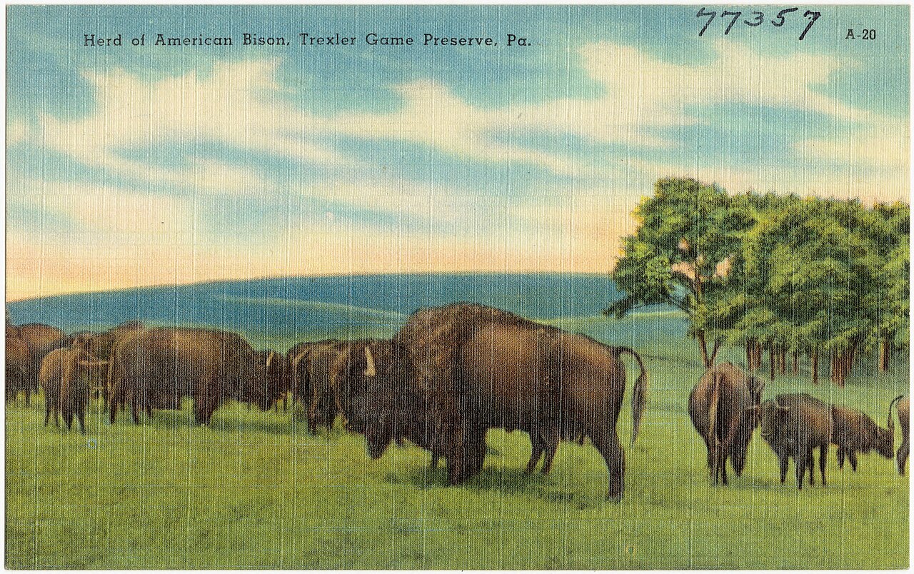 The White Bison and the Sacred Pipe