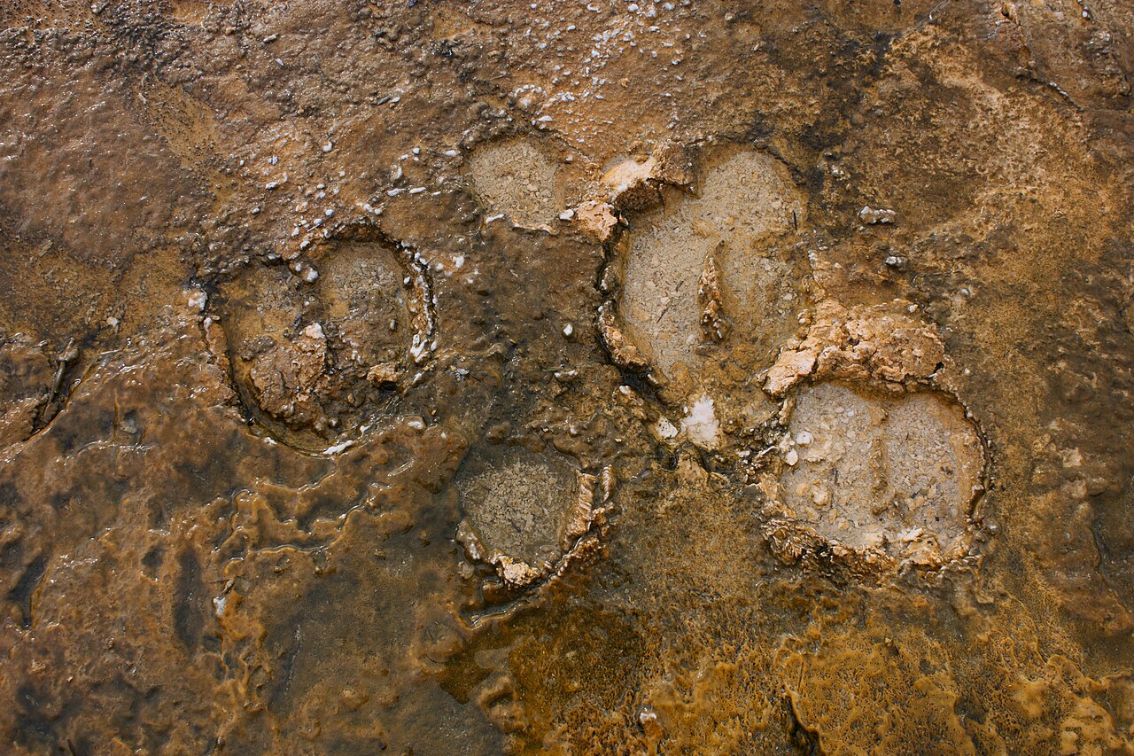Bison Tracks: How to Identify Them in Snow, Mud and Sand