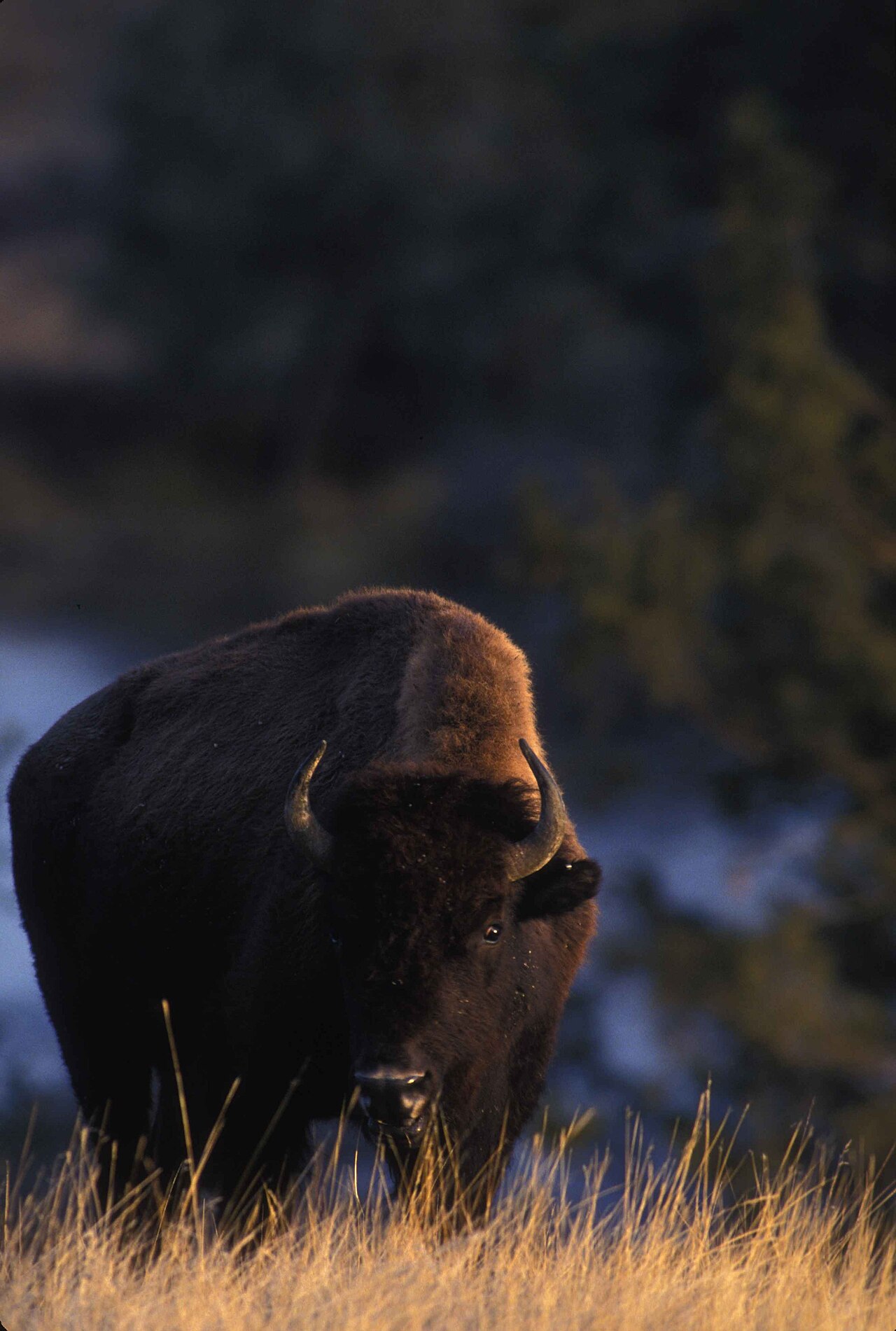 Bison Track Size: Front Versus Hind