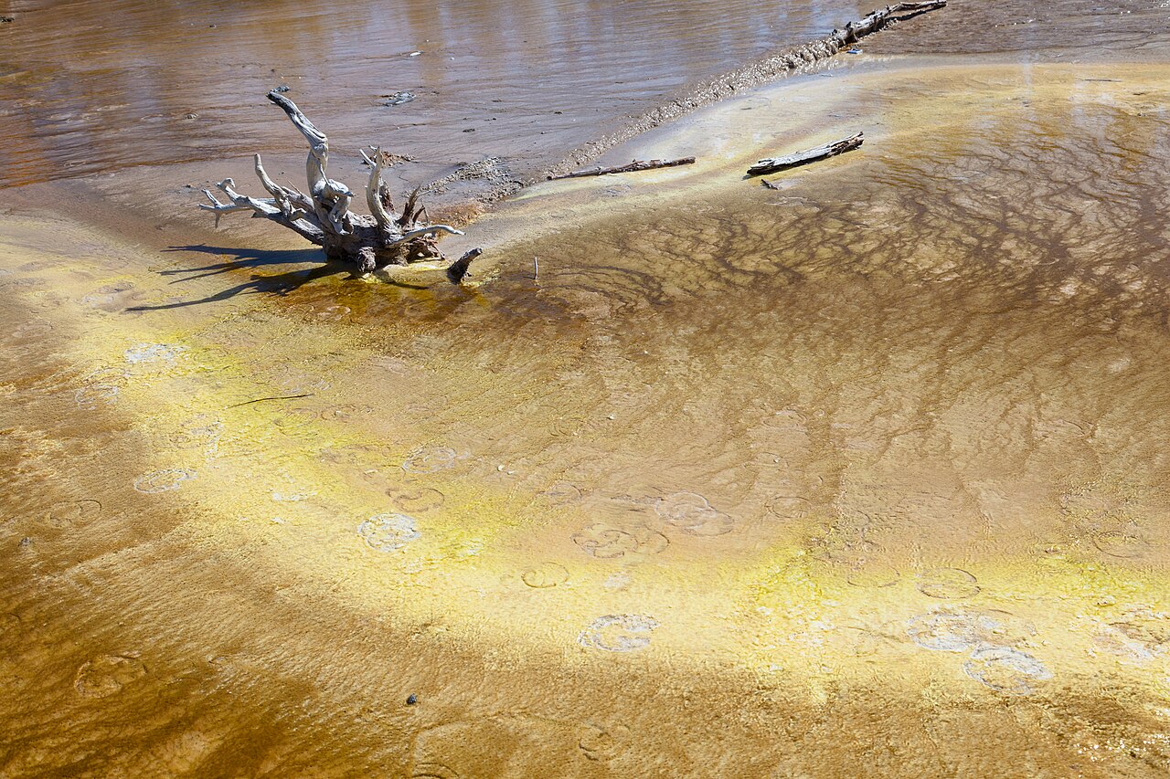 Bison Tracks in Mud