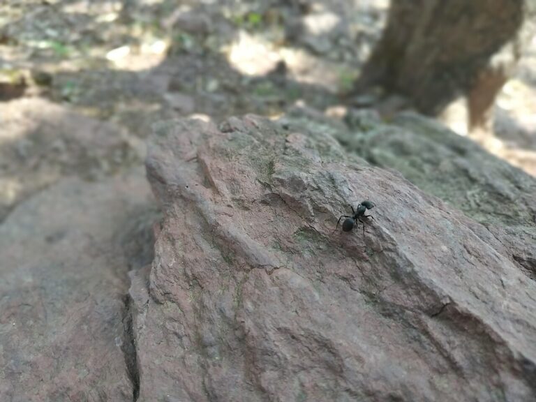 Black Ant Identification: 5 Common US Species and Which Bite