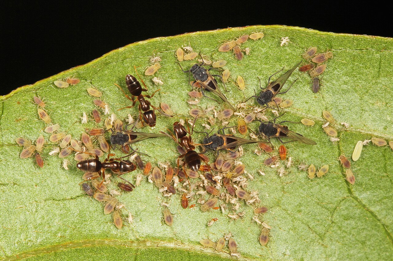 What Are the Big Black Ants? Black Carpenter Ant