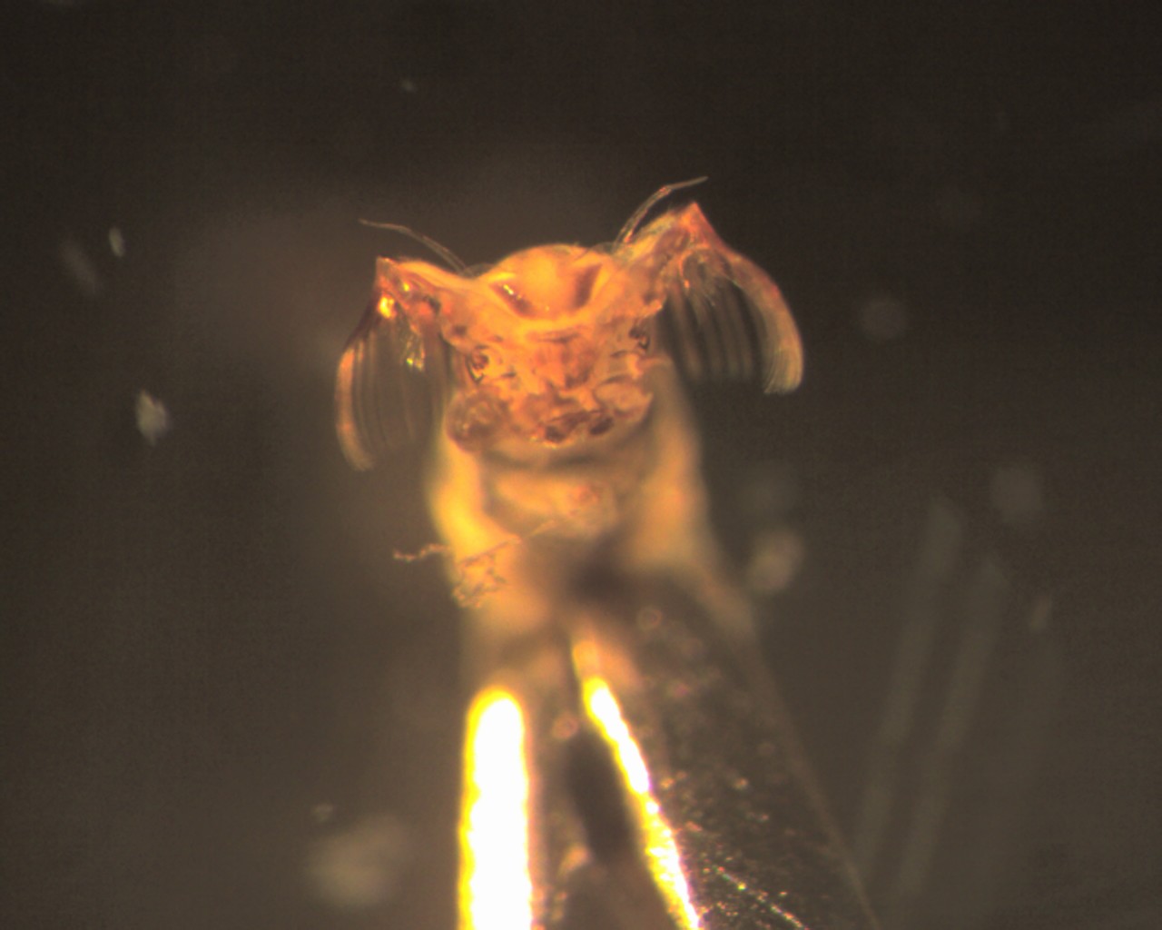 Black Fly: How to Identify It and Why the Bite Bleeds
