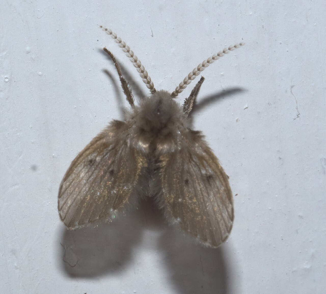 How to Identify a True Black Fly