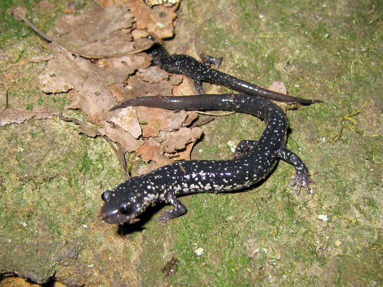 Black Salamander: 8 US Species and How to Tell Them Apart