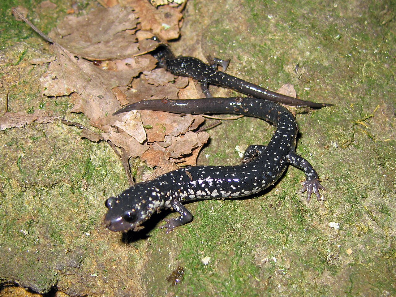 Black Salamander: 8 US Species and How to Tell Them Apart