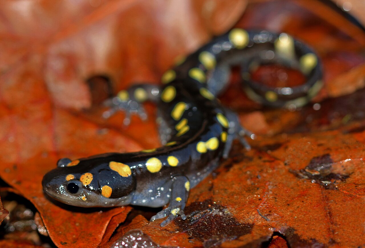 Northern Slimy Salamander (Plethodon glutinosus)